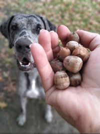 Close-up of hand holding dog