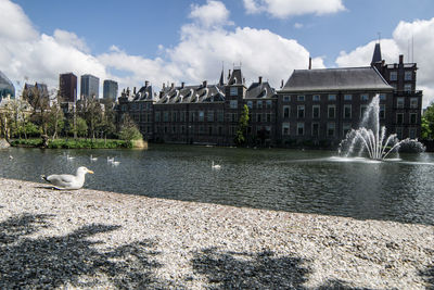 Birds flying over river against sky in city