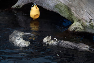 High angle view of duck swimming in lake