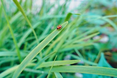 Close-up of ladybug on grass