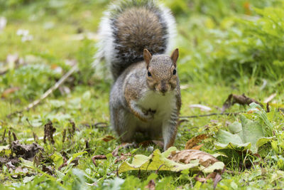 Squirrel on field