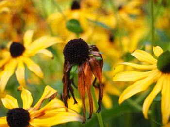 Close-up of sunflower blooming outdoors