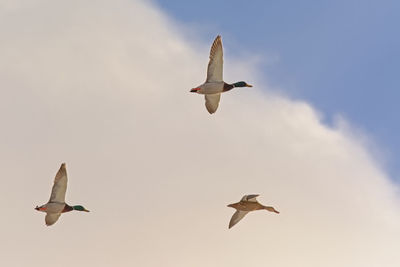 Low angle view of seagulls flying in sky