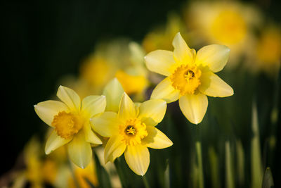 Close-up of yellow flower