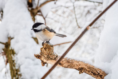 Bird perching on branch in snow