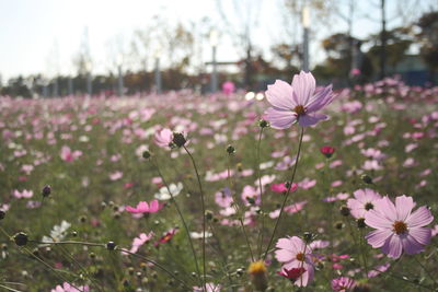 Close-up of pink cosmos flowers on field