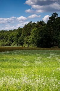 Scenic view of field against sky