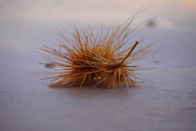 Close-up of caterpillar