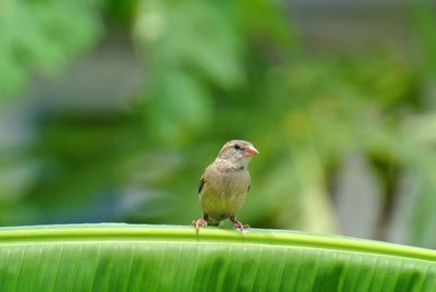 Close-up of bird perching on green leaf
