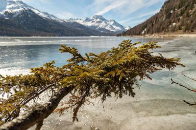Silvaplana, switzerland, feb 21, 2023 panorama at the lake of silvaplana and the mount corvatsch 