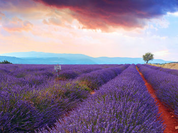 Scenic view of lavender field against sky