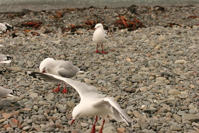 White birds on beach