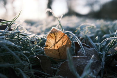 Frosty grass with autumn leaf