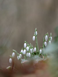 Close-up of white flowering plant