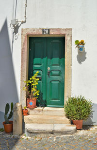 Close-up of potted plant against wall