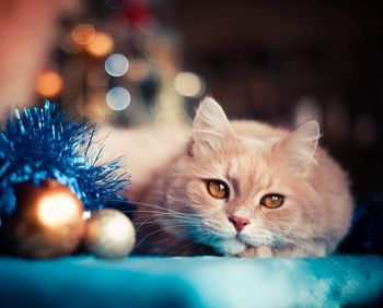 Close-up portrait of a cat