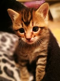 Close-up portrait of cat