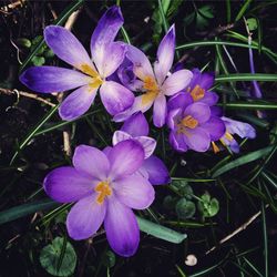 Close-up of purple flowers blooming outdoors