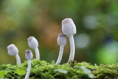 Close-up of white mushroom growing on field