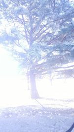 Trees on snow covered landscape