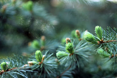 Close-up of fresh green plant