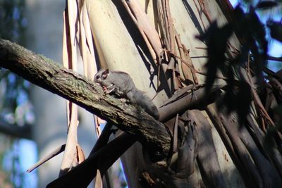 Low angle view of a tree