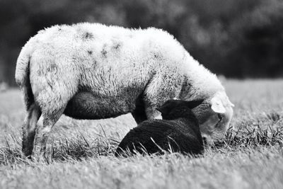 Sheep grazing in a field