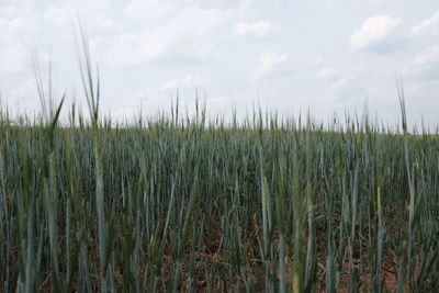 Close-up of wheat field against sky