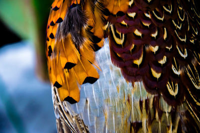 Close-up of butterfly on yellow leaf