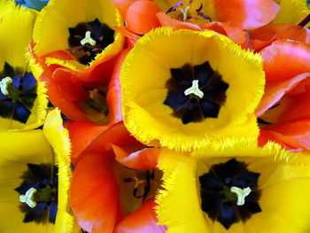Full frame shot of yellow flowers