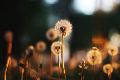 Close-up of dandelion flower on field