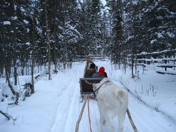 Reindeers pulling sledge on snowy pathway amidst trees