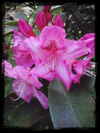 Close-up of pink flowers