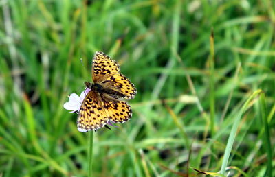 Close-up of butterfly pollinating on flower