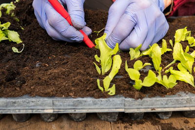 Midsection of person holding leaf in farm