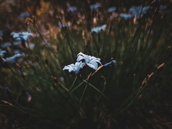 Close-up of purple flowering plants on field