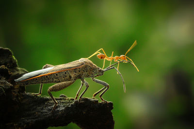 Close-up of grasshopper