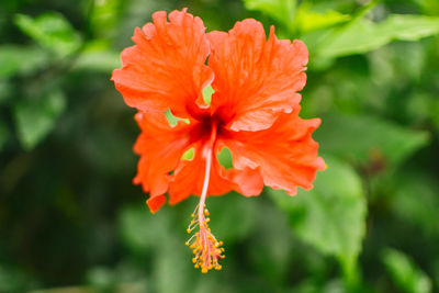 Close-up of orange hibiscus blooming outdoors