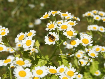 Close-up of white daisy flowers on field