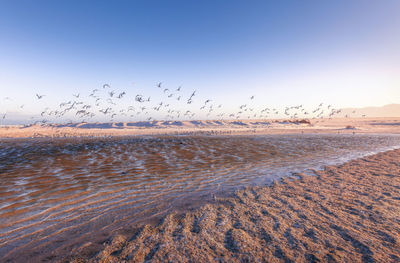 View of the beach near muizenberg, flock of birds flying above water, western cape province.