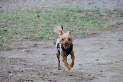 Dog running in a field