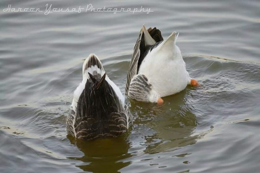 animal themes, bird, animals in the wild, water, wildlife, swimming, waterfront, swan, rippled, lake, duck, water bird, nature, beak, two animals, outdoors, one animal, high angle view, togetherness, white color