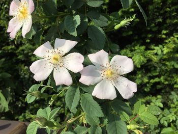 Close-up of white flowers