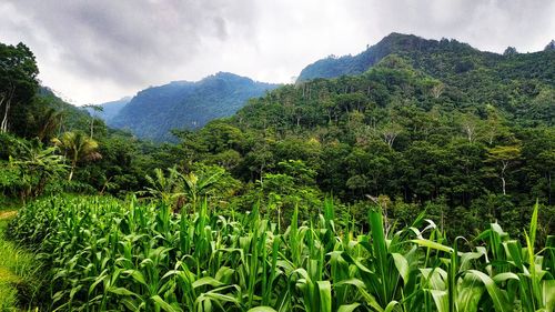 Scenic view of landscape against sky