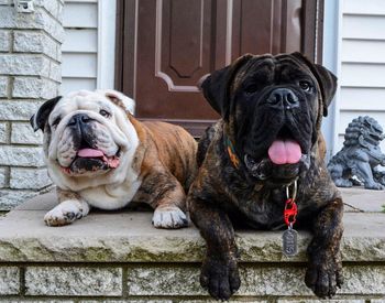 Dog sticking out tongue