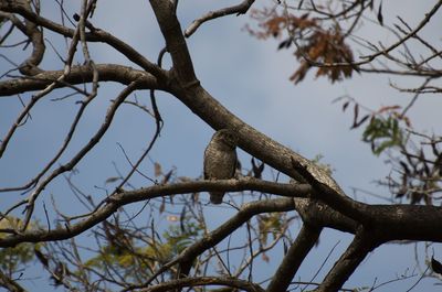 Low angle view of bird perching on tree against sky