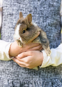 Funny baby rabbit bunny in hands. friendship and care of animals concept.