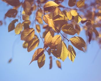 Close-up of autumn leaves against sky