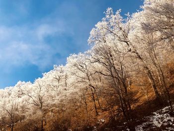 Low angle view of bare trees against sky