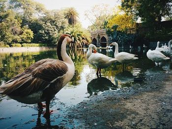 Birds in calm water